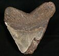 Bargain Megalodon Shark Tooth #7464-2